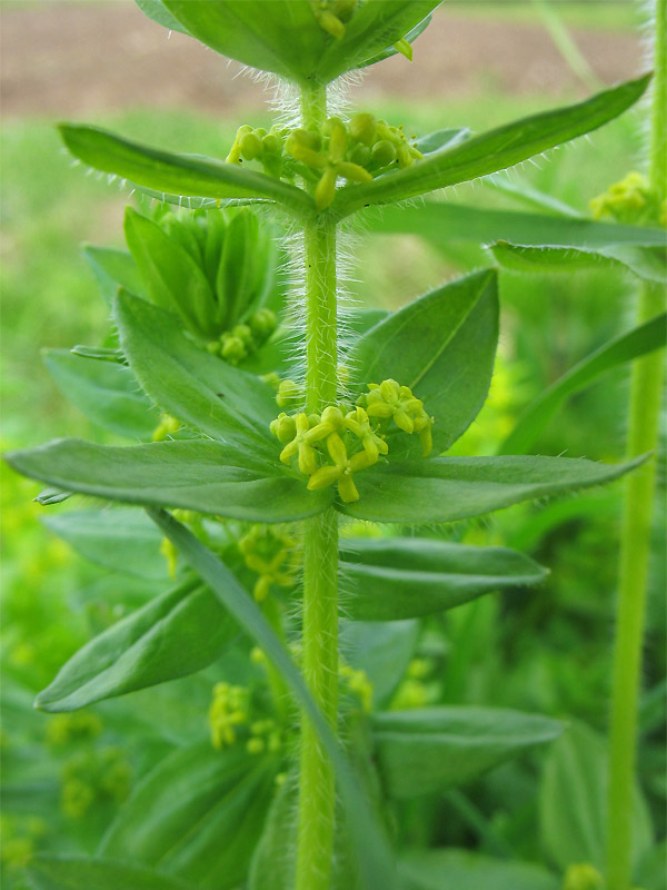 Изображение особи Cruciata laevipes.