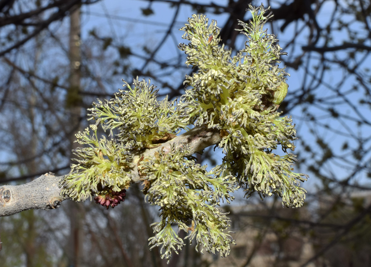 Изображение особи род Fraxinus.