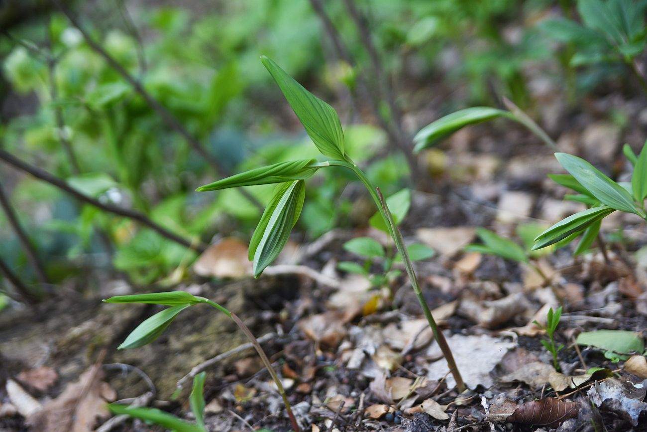 Image of genus Polygonatum specimen.
