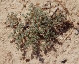 Смотреть изображение Frankenia pulverulenta