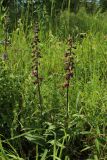 View full-size image Epipactis atrorubens