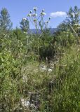 View full-size image Pyrethrum corymbosum