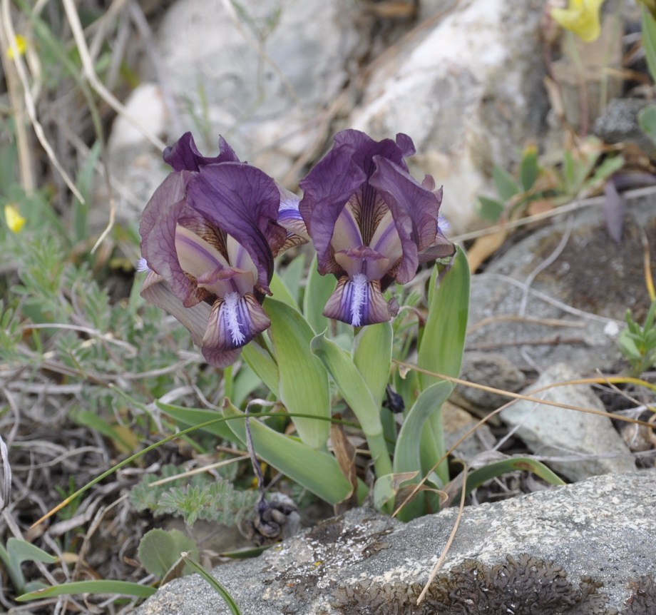 Image of Iris suaveolens specimen.