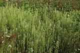 View full-size image Conyza canadensis