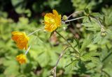 Смотреть изображение Trollius ranunculinus