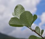 View full-size image genus Sorbus