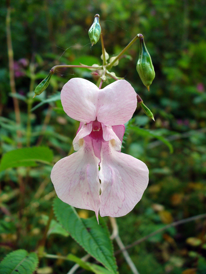 Image of Impatiens glandulifera specimen.