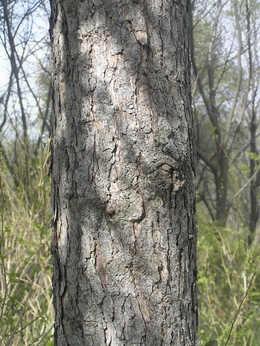 Image of Larix gmelinii specimen.