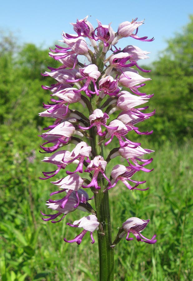 Image of Orchis &times; beyrichii ssp. mackaensis specimen.