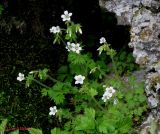 Saxifraga irrigua. Цветущие на камнях растения. Крым, горы между Приветным и Белогорском, Чёртовы ворота. 12 мая 2011 г.