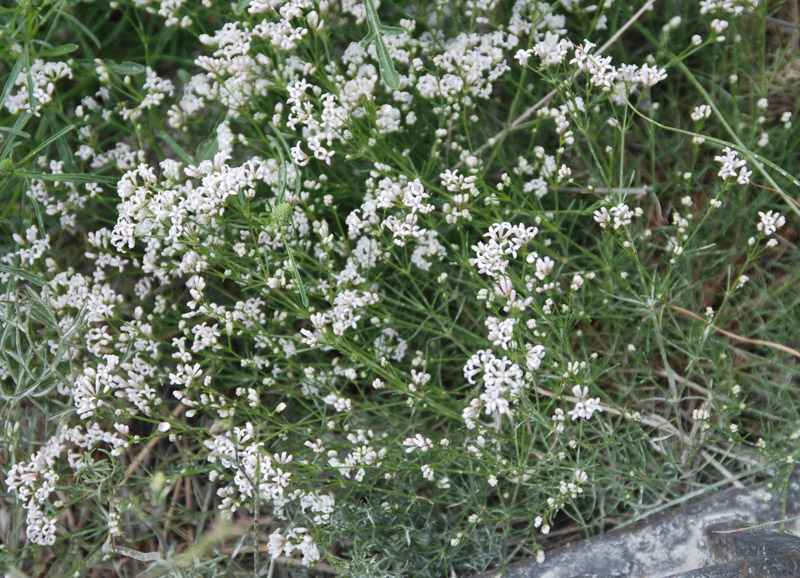 Image of genus Asperula specimen.