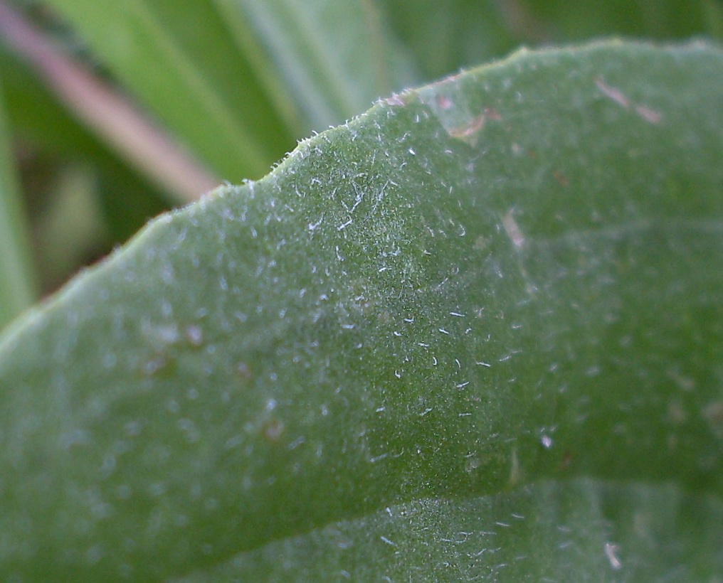 Изображение особи Plantago urvillei.