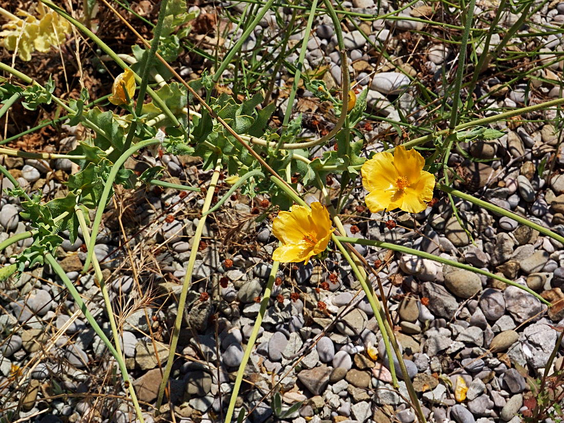 Изображение особи Glaucium flavum.