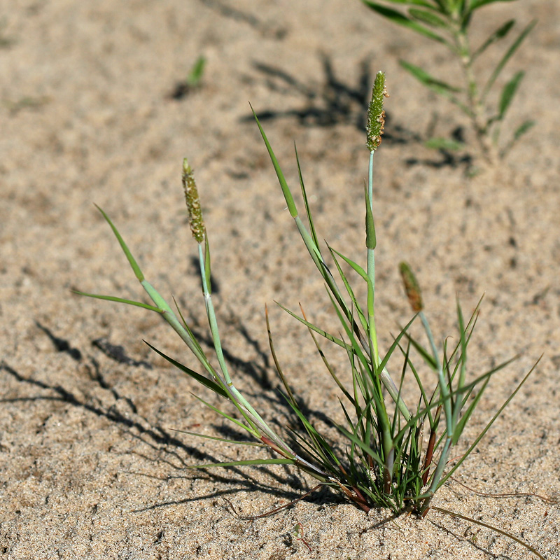 Image of Alopecurus aequalis specimen.