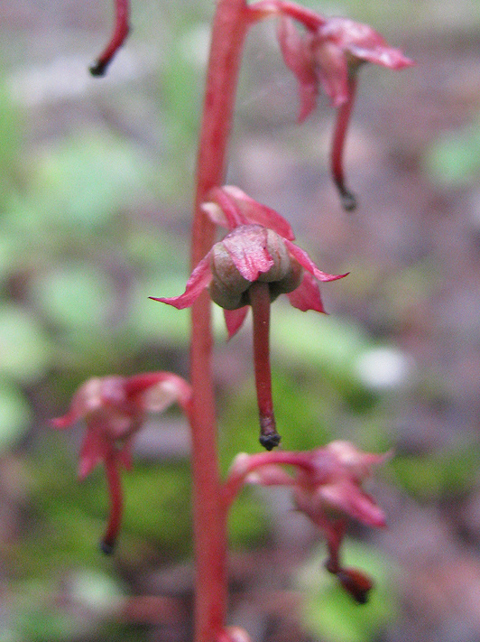 Image of Pyrola incarnata specimen.