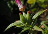 Смотреть изображение Clarkia amoena