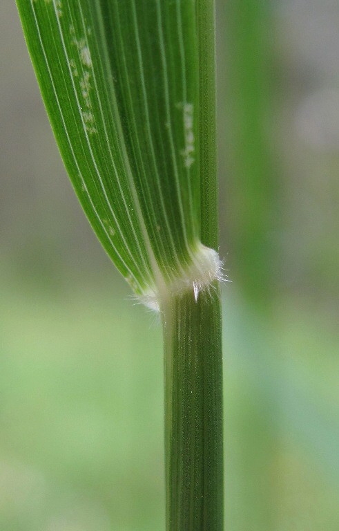 Image of Calamagrostis arundinacea specimen.