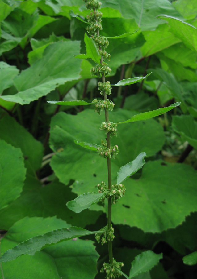 Изображение особи Rumex sylvestris.