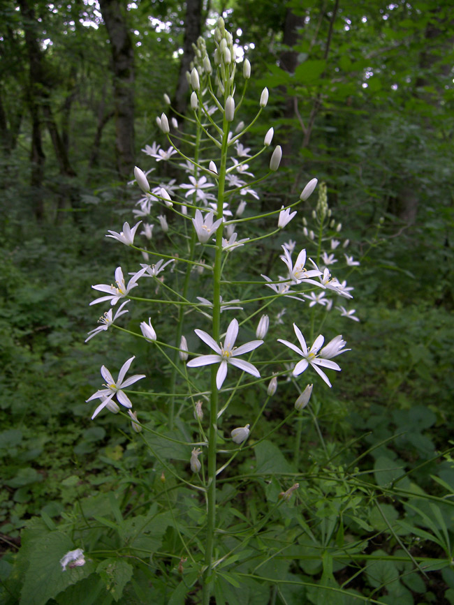 Image of Ornithogalum arcuatum specimen.