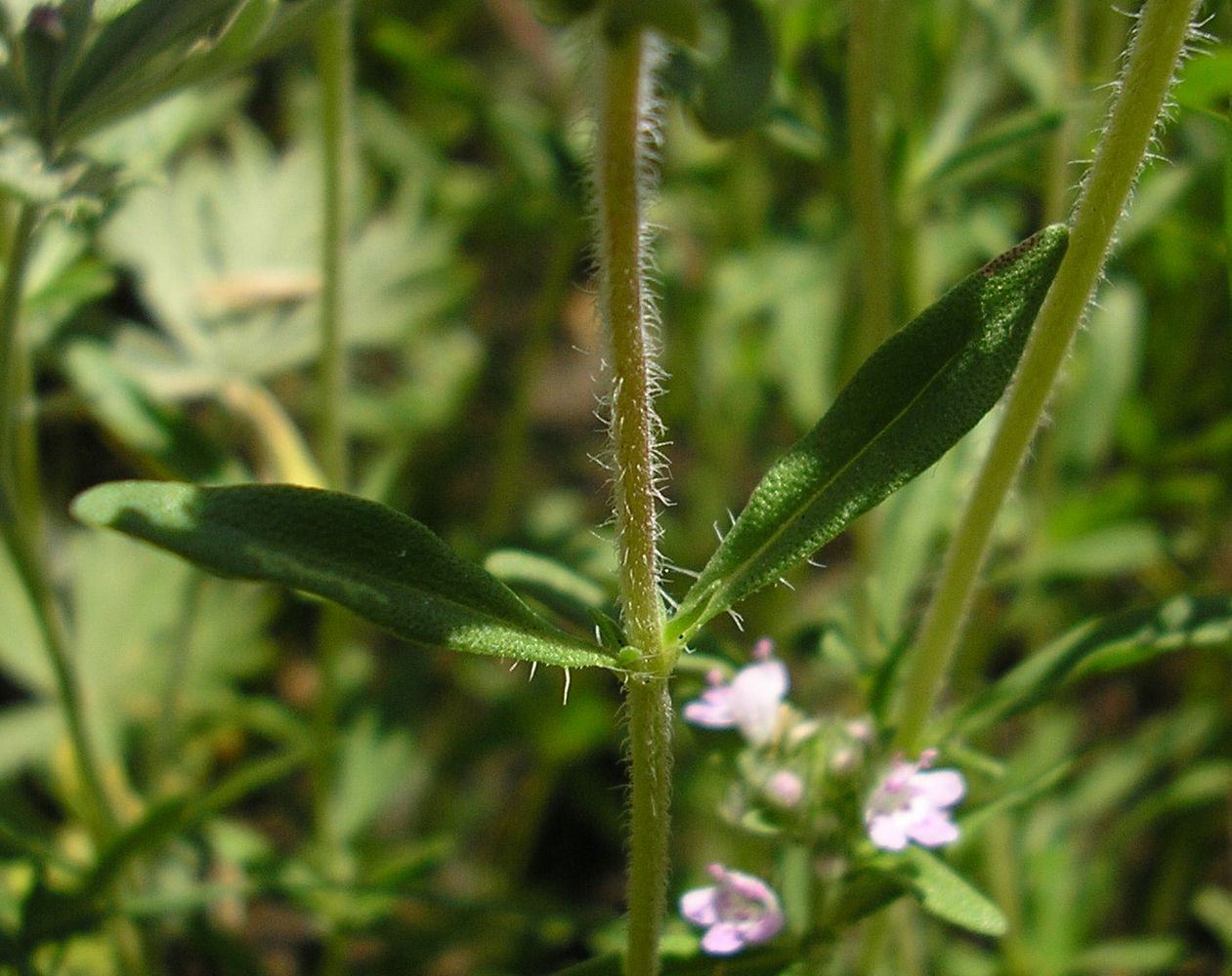 Image of Thymus marschallianus specimen.