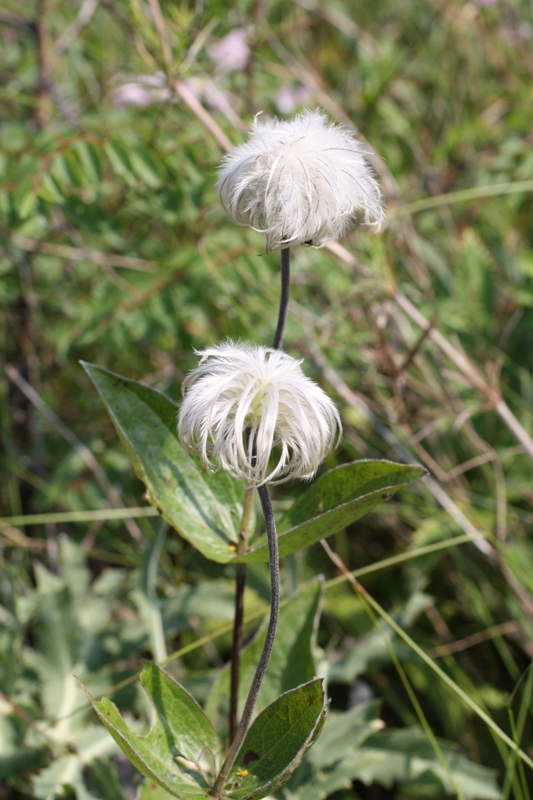 Image of Clematis integrifolia specimen.