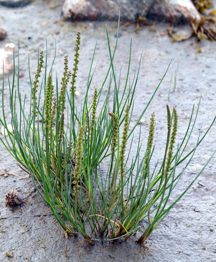 Image of Triglochin maritima specimen.