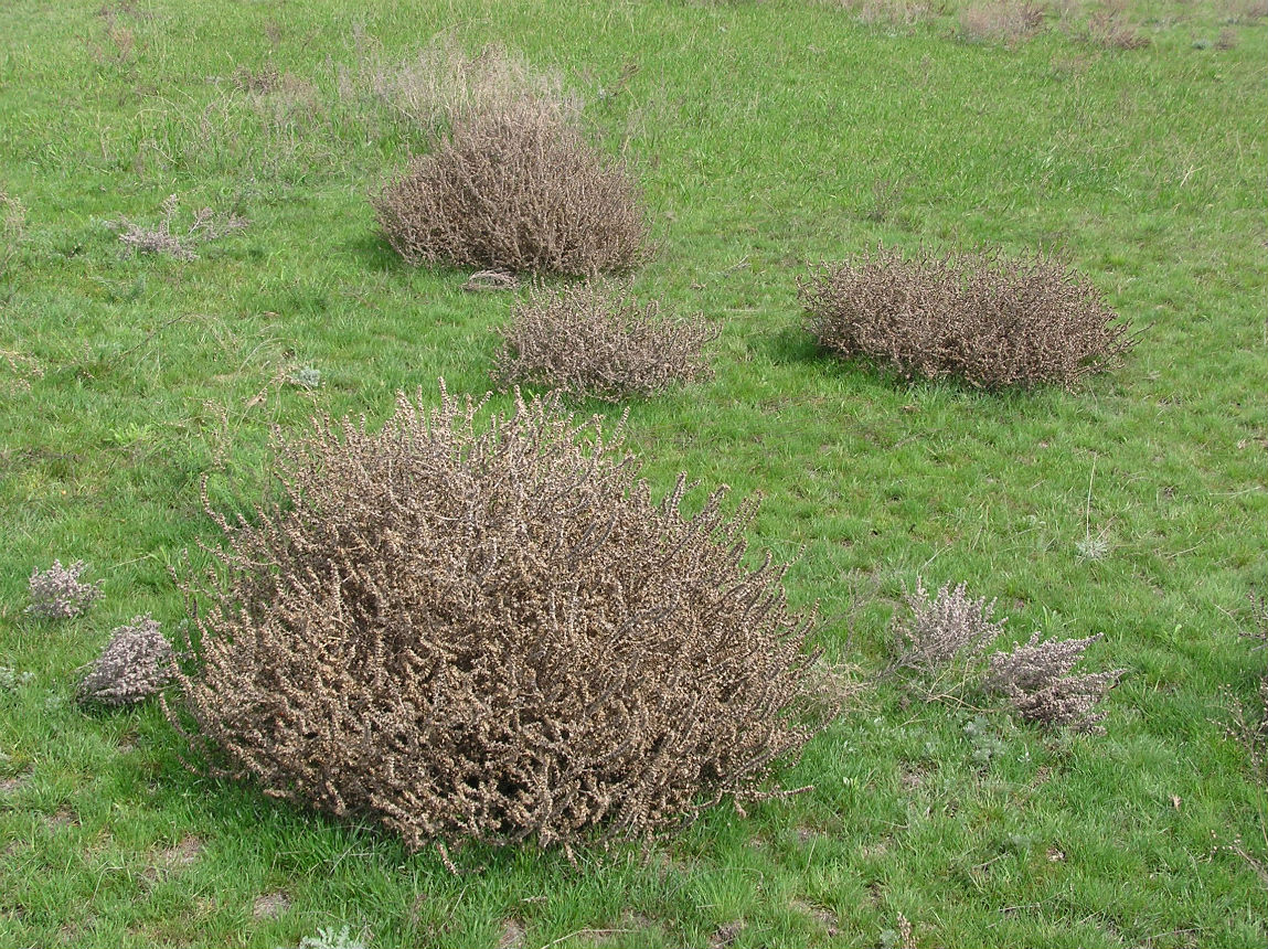 Изображение особи Salsola tragus.