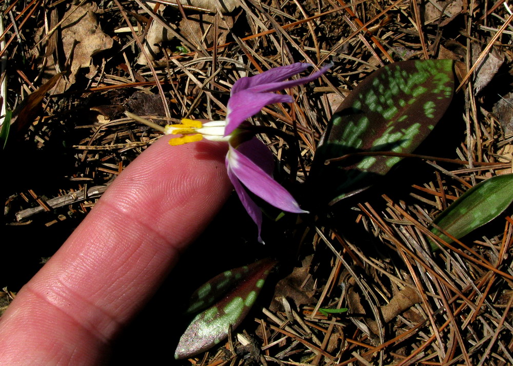 Image of Erythronium sajanense var. pygmaeum specimen.