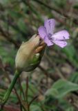 Petrorhagia prolifera. Соцветие с одним цветущим цветком. Крым, южный берег, гора Кастель. 31 мая 2012 г.