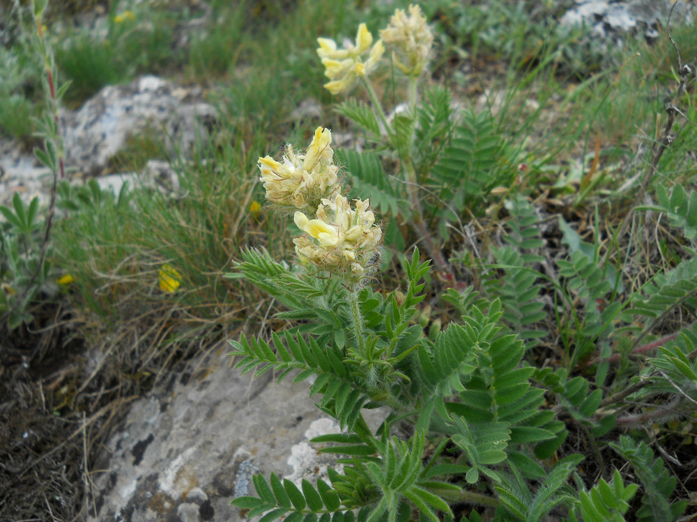 Изображение особи Oxytropis pilosa.