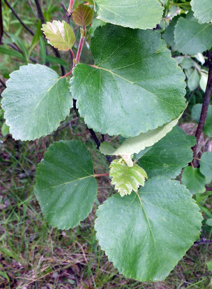 Image of genus Betula specimen.