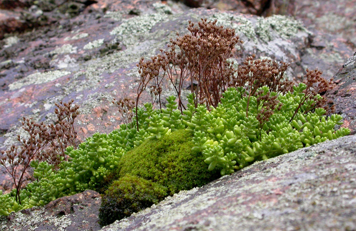 Изображение особи Sedum album.