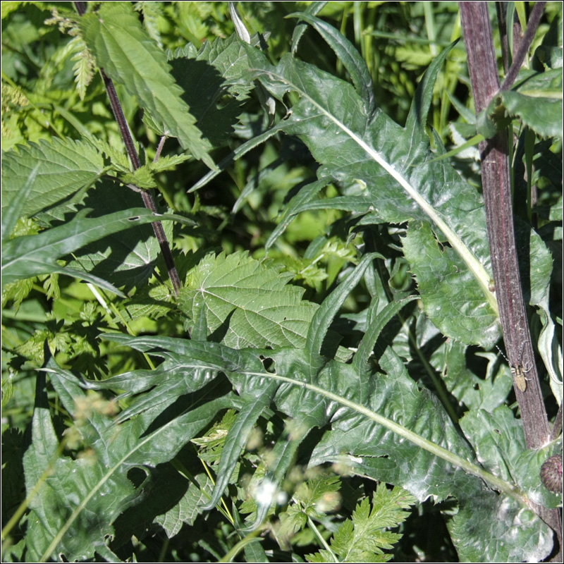 Изображение особи Cirsium heterophyllum.