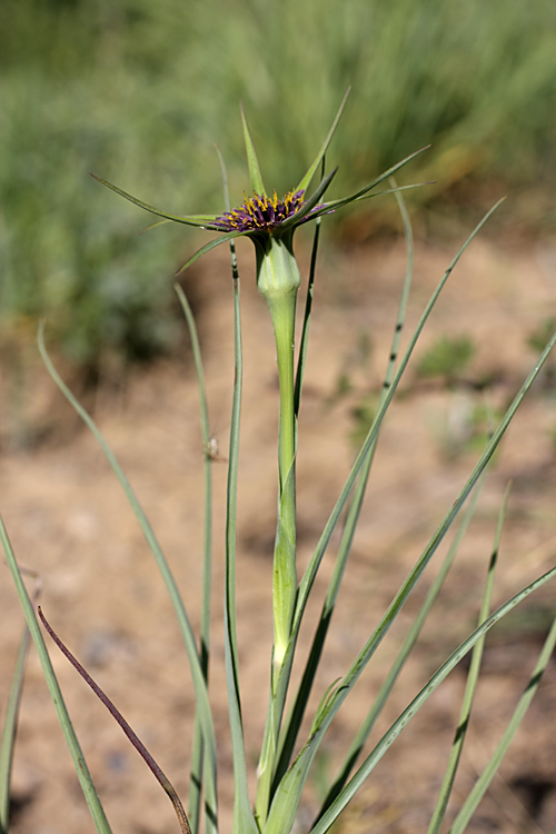 Image of Tragopogon krascheninnikovii specimen.