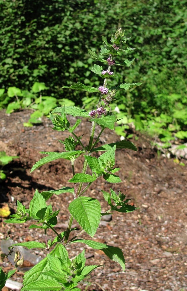 Изображение особи Mentha &times; verticillata.