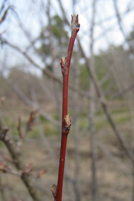 Image of Cotoneaster lucidus specimen.