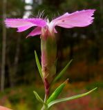 Dianthus versicolor