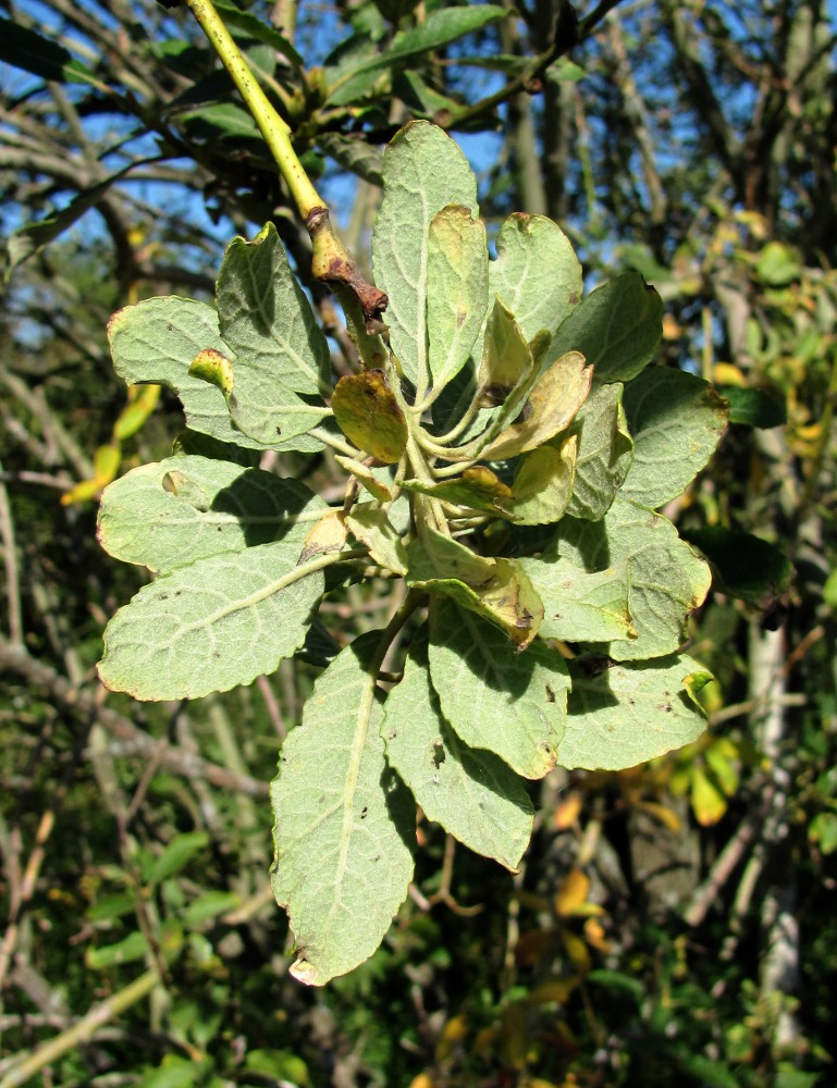 Image of Salix caprea specimen.