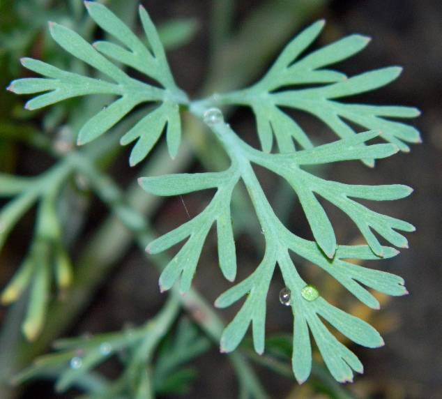 Image of Eschscholzia californica specimen.