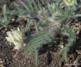 Oxytropis pallasii