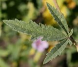 genus Althaea. Молодой лист. Германия, г. Krefeld, ботанический сад. 16.09.2012.