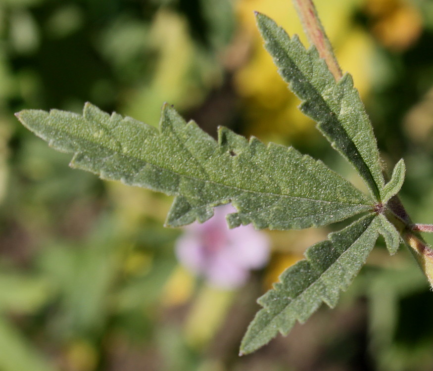 Изображение особи род Althaea.