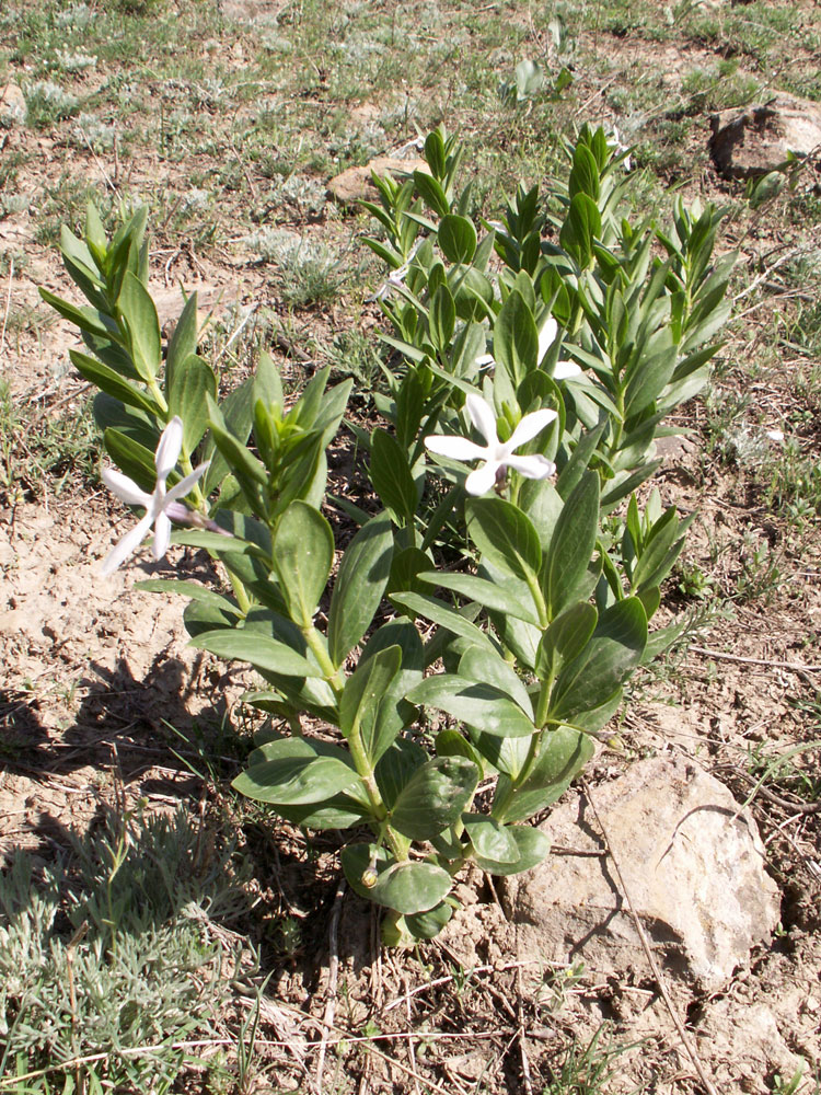 Image of Vinca erecta specimen.