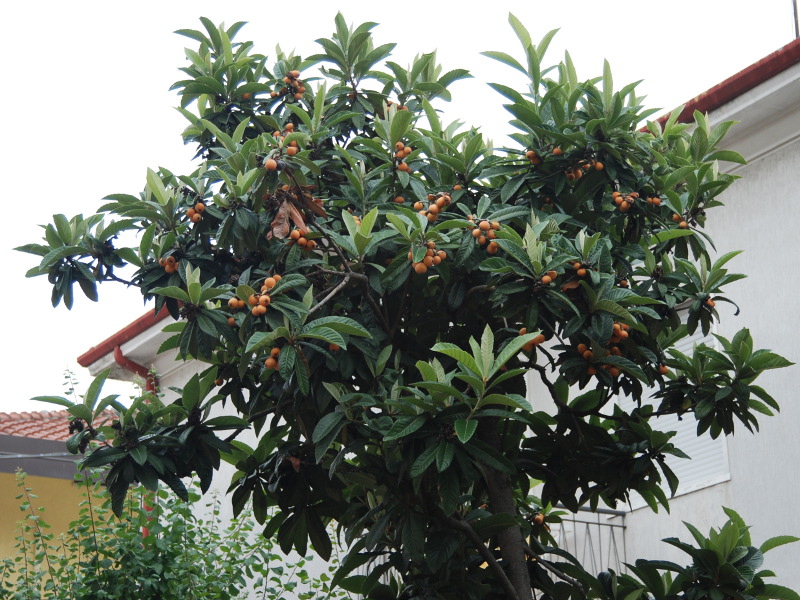 Image of Eriobotrya japonica specimen.