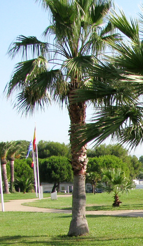 Image of Sabal palmetto specimen.