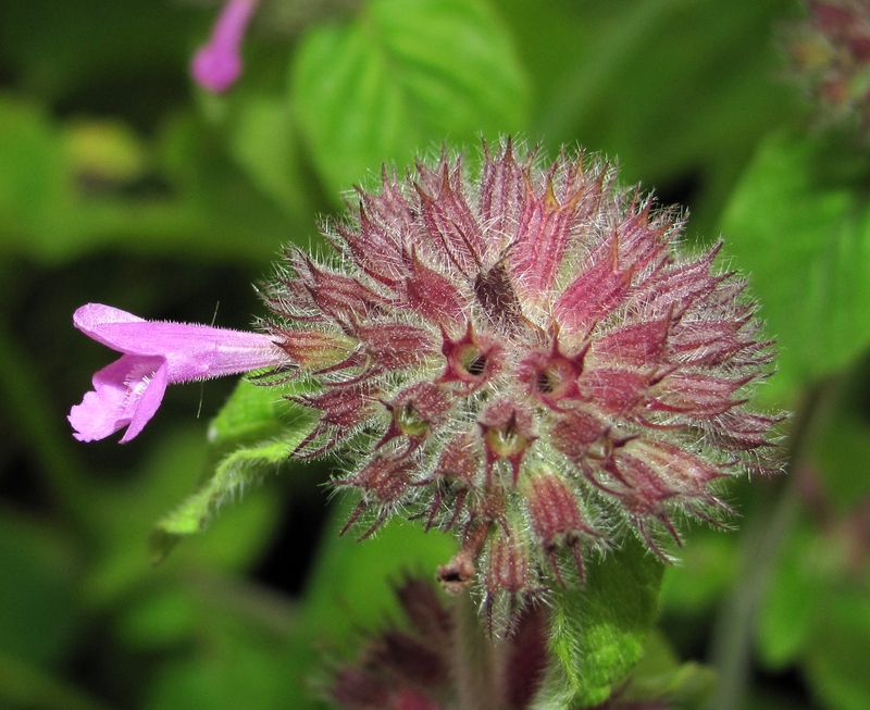 Image of Clinopodium vulgare specimen.