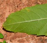 Tecoma castanifolia