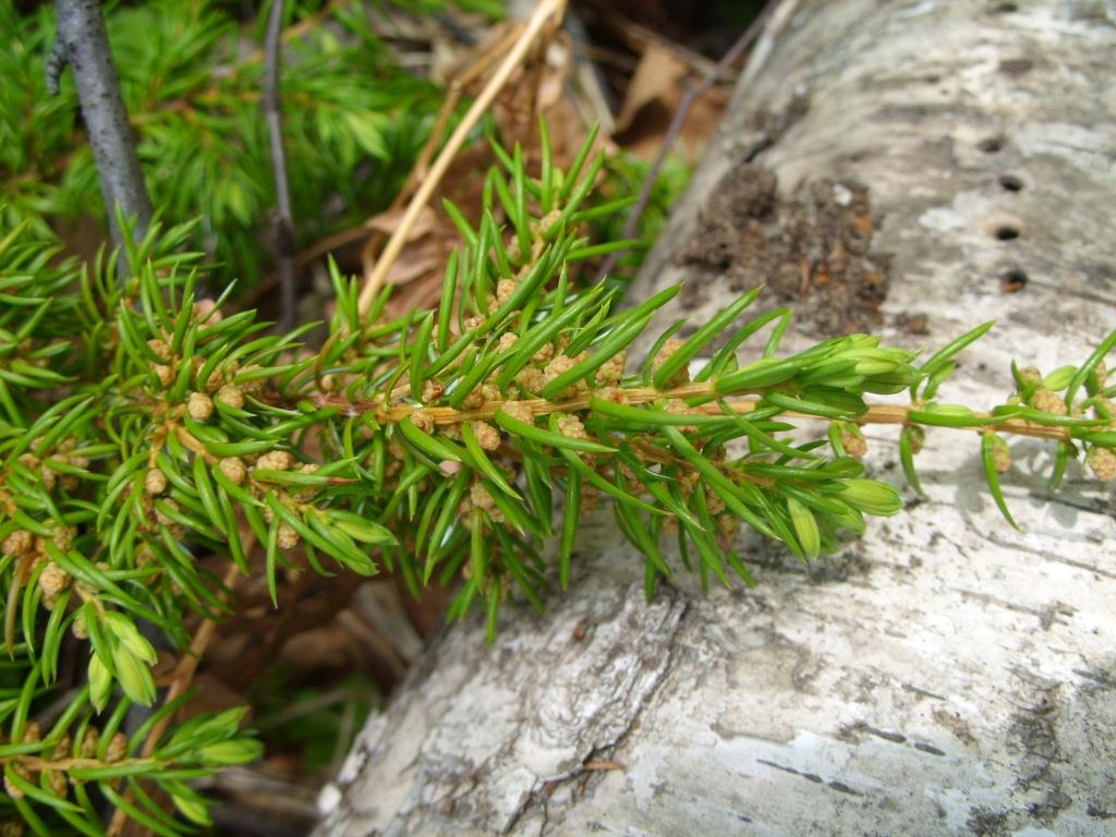 Image of Juniperus sibirica specimen.