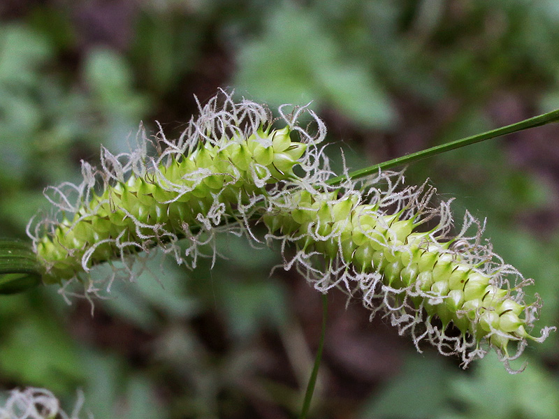 Image of Carex vesicaria specimen.