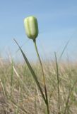 Fritillaria meleagroides. Верхушка побега со зреющим плодом-коробочкой. Краснодарский край, Ейский п-ов, ур. Выселки, сазовая степь. 23.05.2013.